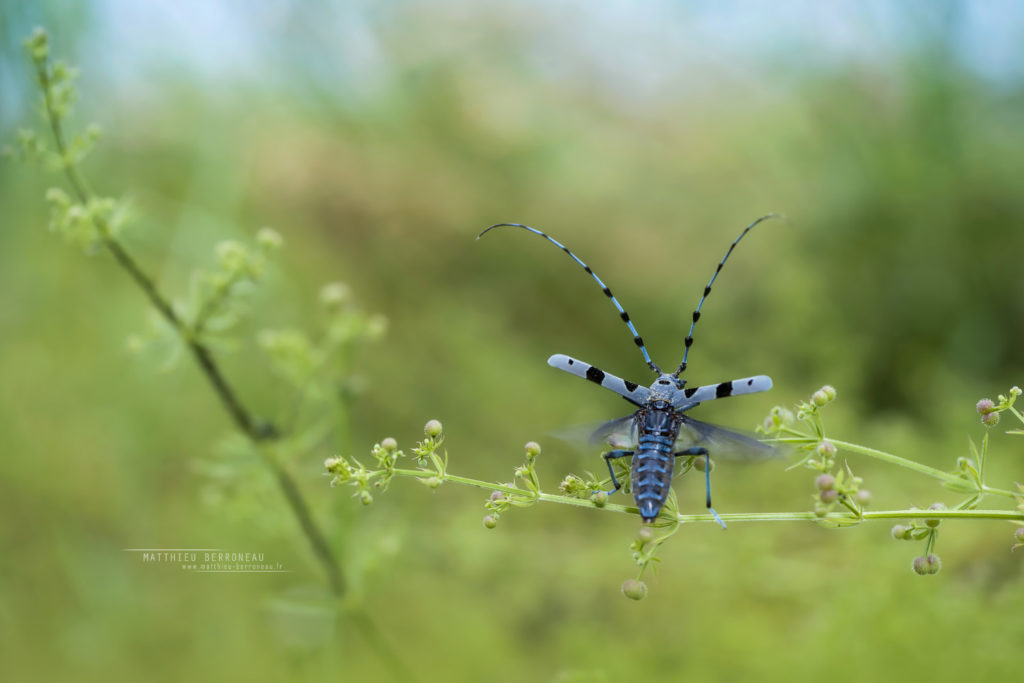 Rosalia alpina