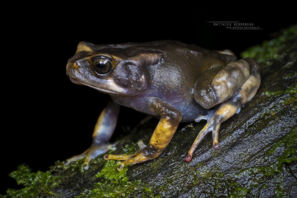 Nectophrynoides viviparus