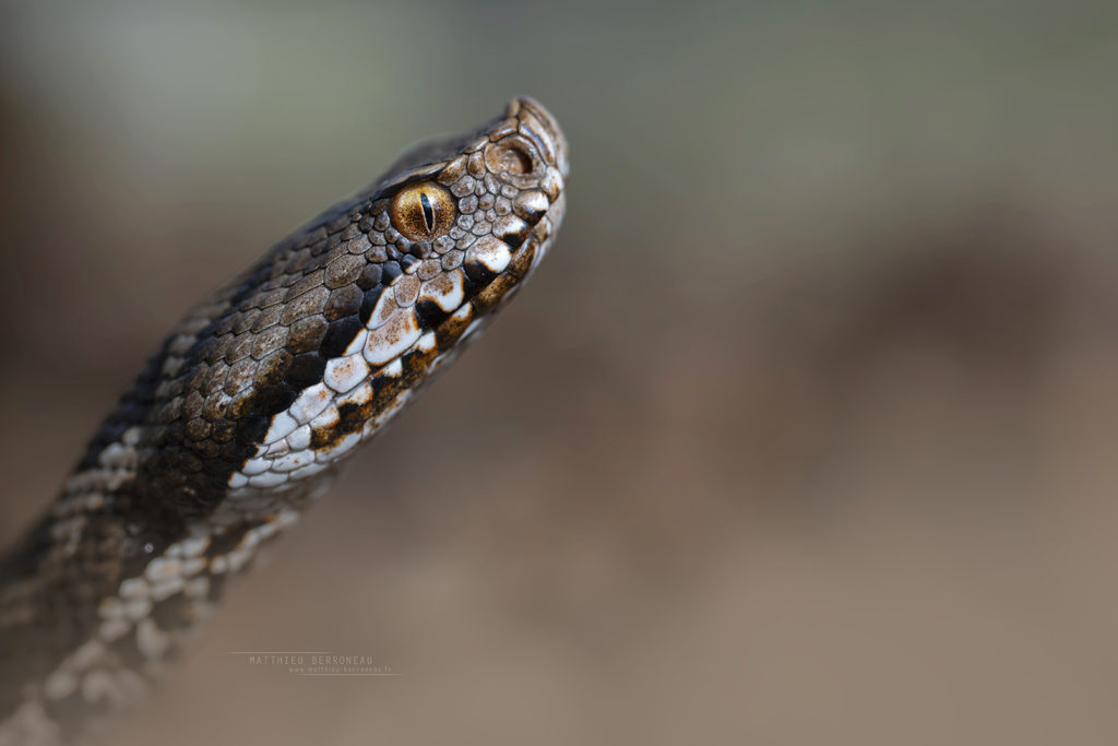Vipera aspis - Sony FE 100 Macro GM - f4.5 - 1/100s - iso 160