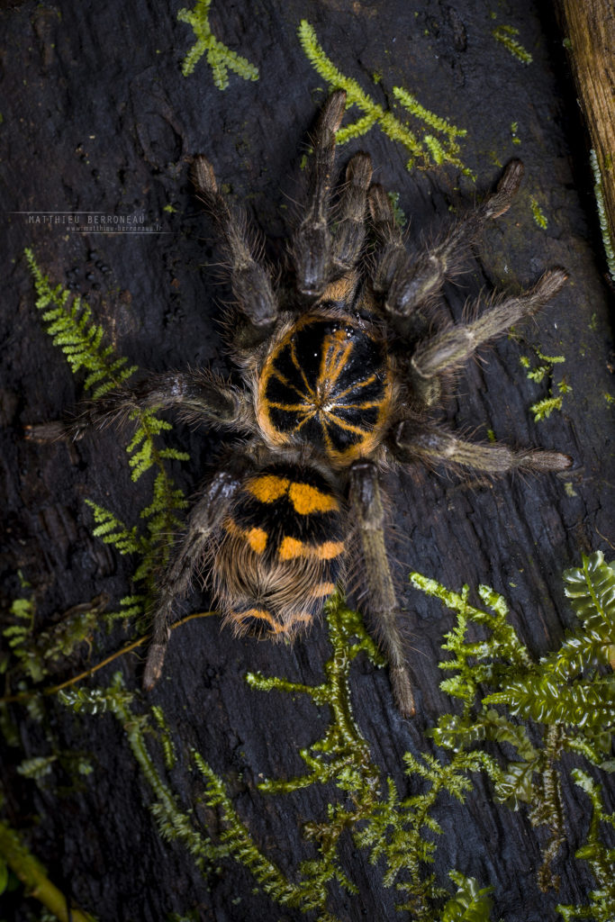 Hapalopus planetearth