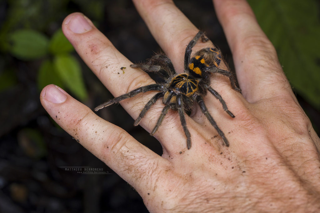 Hapalopus planetearth