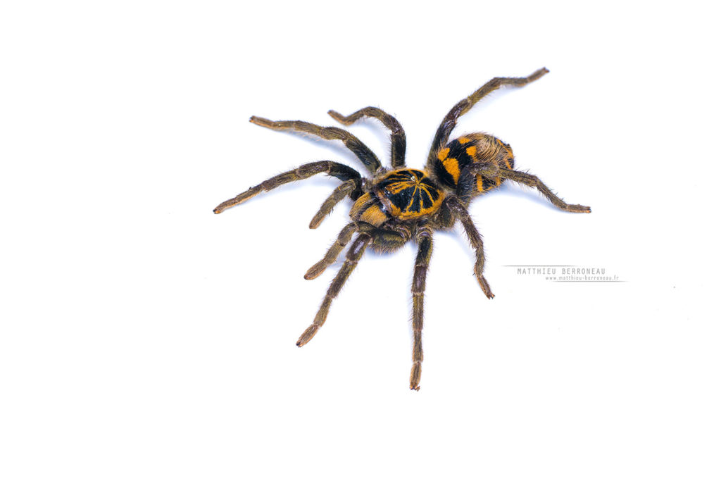 Hapalopus planetearth