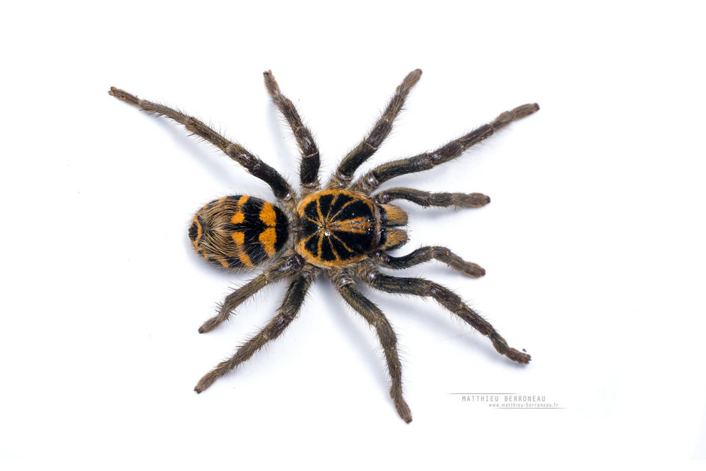 Hapalopus planetearth