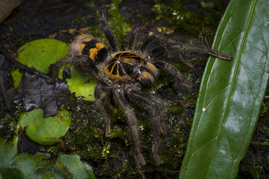 Hapalopus planetearth