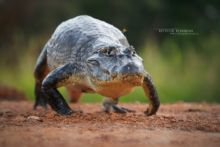 Caiman yacare, Jacare, Yacare, Caiman, Crocodile, Brazil, Brésil, Matthieu Berroneau, walking, marche, move, déplacement