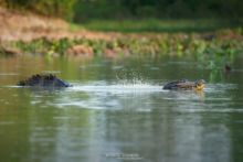 Caiman yacare, Jacare, Yacare, Caiman, Crocodile, Brazil, Brésil, Matthieu Berroneau, communication, reproduction