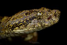 Bothrops taeniatus, Speckled Forest Pit Viper, Ecuador, Matthieu Berroneau, Equateur