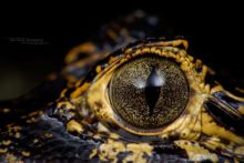 Caiman yacare, Jacara, Yacare, Caiman, Crocodile, Brazil, Brésil, Matthieu Berroneau, eye, oeil