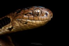 Andean Snail-Eater, Caracolera andina, Dipsas andiana, Equateur, Ecuador, Matthieu Berroneau