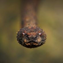 Trachyboa boulengeri, Northern Eyelash Boa, Boa pigmea de Boulenger, Dragon, Ecuador, Matthieu Berroneau, Equateur