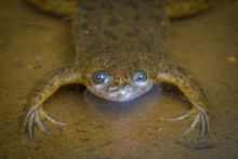 Lake Victoria Clawed Frog, Kenya