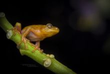 Cinnamon-bellied Reed Frog, Kenya