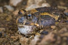 Tremelo Sand Frog, Kenya