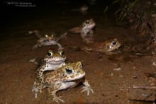 Epidalea calamita, Natterjack toad, toad, Crapaud calamite, Matthieu Berroneau, France, reproduction, Amplexus