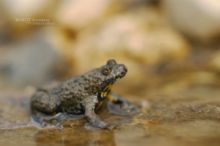 Bombina variegata, sonneur à ventre jaune, Yellow-bellied Toad, France, Matthieu Berroneau