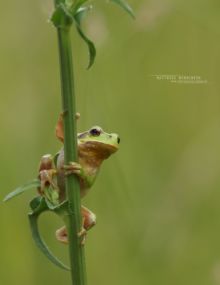 Hyla arborea, Rainette verte, Rainette arboricole, Common tree frog, Ranita de San Antón, Matthieu Berroneau, France