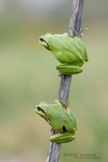 Hyla meridionalis, Rainette méridionale, Mediterranean tree frog, Stripeless Tree Frog, Hyla molleri, Rainette ibérique, Iberian tree frog, Ranita de San Antón, Matthieu Berroneau, France