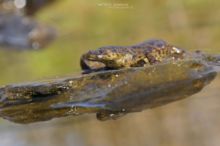 Sharp-ribbed Newt, Pleurodeles waltl, Gallipato, Spain, Espagne, Matthieu Berroneau, Espana