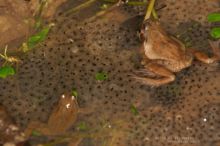 Rana temporaria, Grenouille rousse, Common Frog, Matthieu Berroneau, France, ponte, clutch, egg, oeuf, amplexus, reproduction
