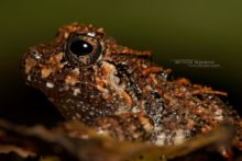 Craugastor rugosus, Eleutherodactylus rugosus, Costa Rica, Rugose Robber Frog, rana ladrona de rugose, Matthieu Berroneau