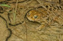 Epidalea calamita, Natterjack toad, toad, Crapaud calamite, Matthieu Berroneau, France, reproduction, Amplexus, ponte, egg, oeuf, clutch