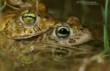 Epidalea calamita, Natterjack toad, toad, Crapaud calamite, Matthieu Berroneau, France, reproduction, Amplexus