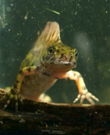 Triturus marmoratus, Triton marbré, marbled newt, Matthieu Berroneau, France, aquatic stage, phase aquatique