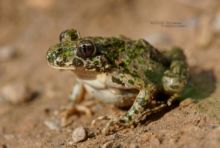 Pelodytes punctatus, Pélodyte ponctué, Matthieu Berroneau, France, Parsley frog, Sapillo moteado común,