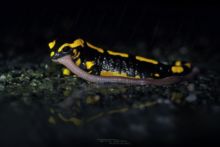 Salamandra salamandra terrestris, Fire Salamander, Salamandre tachetée, Matthieu Berroneau, eating, predation, capture, ver, lombric, earthworm