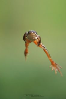 Grenouille agile, agile frog, Rana dalmatina, Matthieu Berroneau, France, saut, jump