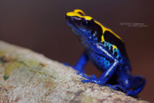 Dendrobate à tapirer, Dendrobates tinctorius, Guyane, Blue Poison Dart Frog, French Guiana, Matthieu Berroneau