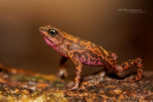 Atelopus flavescens, Guyane, French Guiana, Cayenne Stubfoot Toad, Atélope Jaunâtre