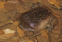 Pipa pipa, Guyane, French Guiana, Matthieu Berroneau, Suriname Toad, Sapo-pipa Aparo, Rana Comun De Celdillas, Rana Tablacha