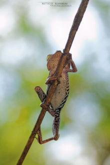 Boana fasciata, Guyane, French Guiana, Matthieu Berroneau