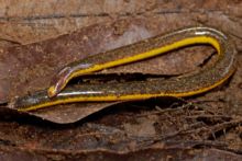 Rhinatrema bivittatum, Guyane, Two Banded Caecilia, Rhinatrème À Deux Bandes, French Guiana