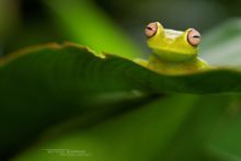 Rough-skinned Green Tree Frog, French Guiana, Hypsiboas cinerascens, Guyane, Matthieu Berroneau, Rana Granosa