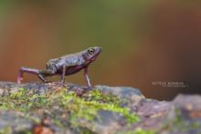 Atelopus flavescens, Guyane, French Guiana, Cayenne Stubfoot Toad, Atélope Jaunâtre