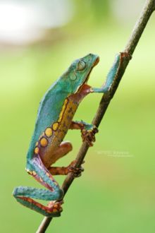 Phyllomedusa vaillantii, White-lined leaf frog, Matthieu Berroneau, Guyane, French Guiana, frog, rainette