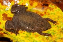 Pipa aspera, Albina Surinam Toad, Guyane, French Guiana