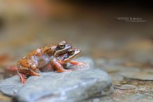 Rana pyrenaica, Pyrenean frog, Grenouille des Pyrénées, France, Matthieu Berroneau, Amplexus, reproduction