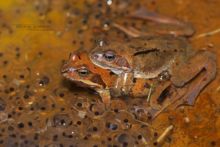 Rana temporaria, Grenouille rousse, Common Frog, Matthieu Berroneau, France, ponte, clutch, egg, oeuf, amplexus, reproduction
