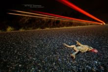 Bufo spinosus, Crapaud common, Crapaud épineux, Sapo, Common toad, Matthieu Berroneau, night, dark, death on road, mortalité, écrasement, phare, voiture