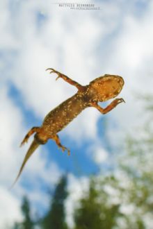 Triturus marmoratus, Triton marbré, marbled newt, Matthieu Berroneau, France, aquatic stage, phase aquatique