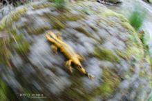 Salamandra salamandra fastuosa, Fire Salamander, Salamandre tachetée, Matthieu Berroneau, running, move, mouvement, déplacement, marche, walk