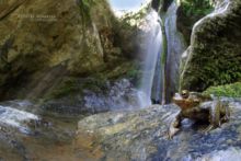 Bufo spinosus, Crapaud common, Crapaud épineux, Sapo, Common toad, Matthieu Berroneau, waterfall, pyrénées, ruisseau, cascade