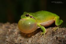 Hyla meridionalis, Rainette méridionale, Mediterranean tree frog, Stripeless Tree Frog, Ranita, Matthieu Berroneau, France, , sac vocal, chant, song, sing, reproduction