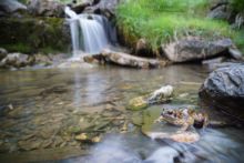 Rana temporaria, Grenouille rousse, Common Frog, Matthieu Berroneau, France, stream, ruisseau, pyrénées, cascade