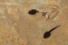 Rana pyrenaica, Pyrenean frog, Grenouille des Pyrénées, France, Matthieu Berroneau, tadpole, têtard