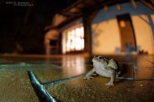 Bufo spinosus, Crapaud common, Crapaud épineux, Sapo, Common toad, Matthieu Berroneau, city, ville, urban, light, lumière