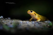 Salamandra salamandra bernardezi, Espagne, Spain, Salamandra salamandra, Fire Salamander, Salamandre tachetée, Matthieu Berroneau